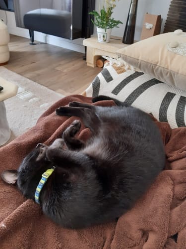 Customer's black cat sleeping on a brown blanket after eating Croquettes Chat Stérilisé Sans Céréales - Saumon.