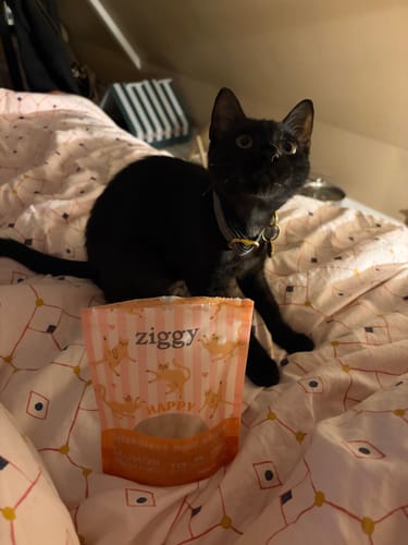 Reviewer's black cat sitting on a patterned bedspread next to a pouch of Ziggy Friandises Chat Relax.