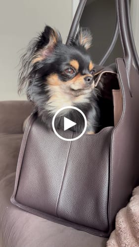 Customer video review of Chocolate | The Studio Carrier