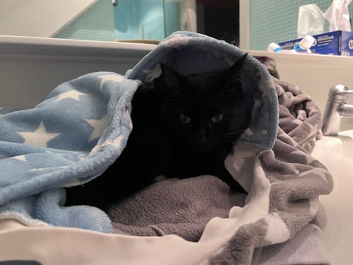 Customer's black cat resting inside a cozy blue and grey star-patterned blanket
