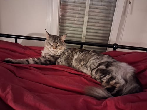Customer's Maine Coon cat resting comfortably on a red bed cover, showing their satisfaction with Ziggy pate.