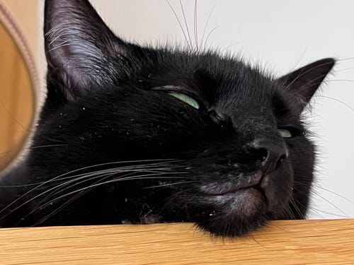 Customer's cat, eating the Pâtée Chat Stérilisé Sans Céréales Poulet, resting its head on a wooden table.