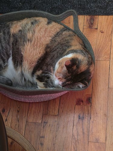 Customer's calico cat curled up sleeping in a dark grey Instinct Basket on a wooden floor.