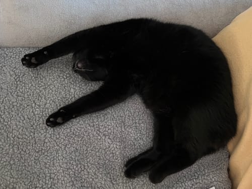 Reviewer's black cat dormant on a grey textured blanket after eating the Pâtée Chat Entier Sans Céréales Boeuf.