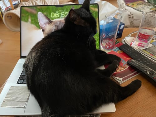 Customer's Félin Déchaîné magazine resting on a laptop keyboard with a black cat sleeping on top