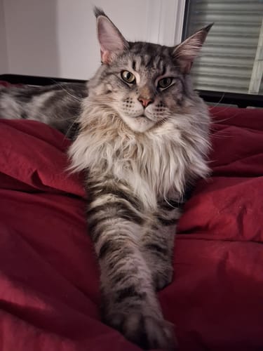 Customer's majestic grey striped Maine Coon cat resting on a red blanket after eating Pâtée Chat Stérilisé au Saumon.