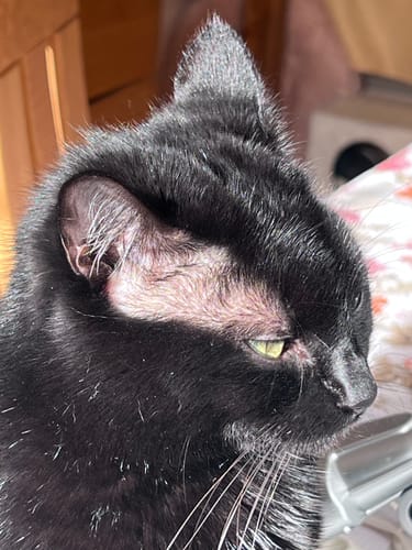 Customer's cat with a shiny black coat, looking to the side after using Pâtée Chat Stérilisé Sans Céréales.
