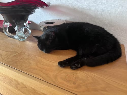 Customer's black cat resting on a wooden surface next to a decorative glass object.