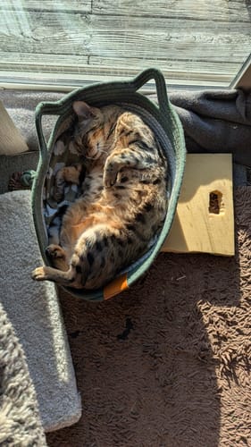 Customer's Bengal cat sleeping inside the dark green Instinct Basket on a carpeted floor in sunlight.