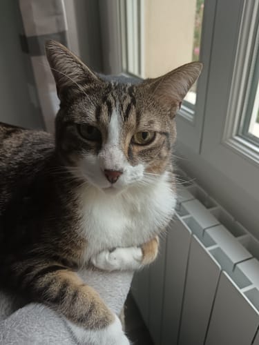 Customer's tabby and white cat posing near a window, enjoying the Pâtée Chat Stérilisé Sans Céréales - Poulet.