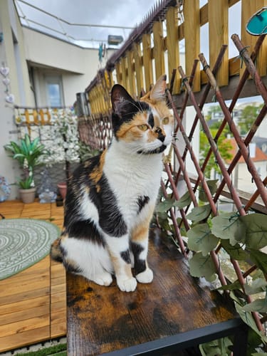 Customer's calico cat sitting on a wooden bench on a balcony while enjoying the Pâtée Chat Stérilisé Sans Céréales.