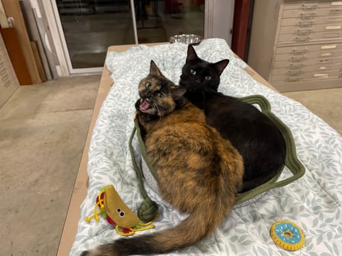 Customer's two cats resting together inside the green Instinct Basket on a white blanket