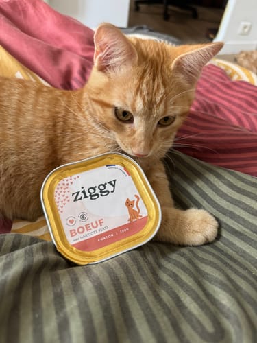 Customer's ginger cat resting behind a square Pâtée Chaton Sans Céréales Boeuf container on a patterned blanket.