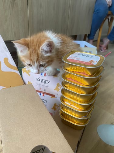 Customer's orange kitten perched on stacked Pâtée Chaton Sans Céréales Truite food containers.