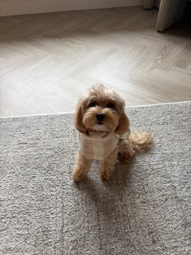 Customer's small dog wearing a Hazelnut Stripe Cosy Cloak Drying Robe, sitting on a carpeted floor.