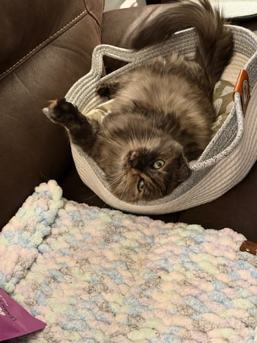 Customer's long-haired cat lying upside down in a beige and grey Instinct Basket on a leather couch.