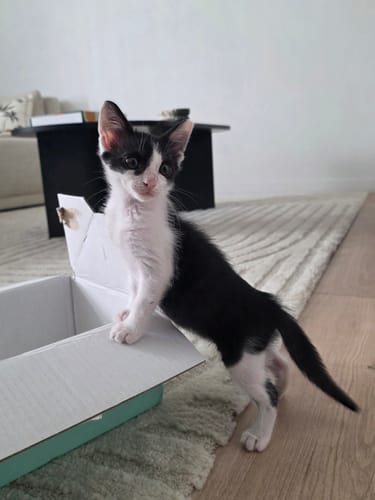 Chaton noir et blanc curieux debout dans une boîte en carton, prêt pour sa Pâtée Chaton Sans Céréales - Truite