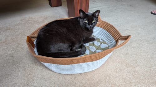 Reviewer's black cat resting in an Instinct Basket with tan trim and an olive green cushion on the carpet.