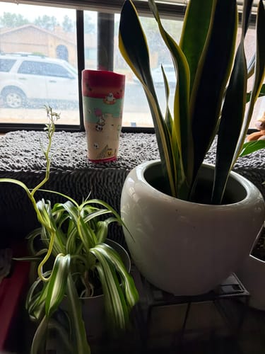 Customer's To-Go Buddy tumbler with a summer pattern on a ledge next to two potted plants.