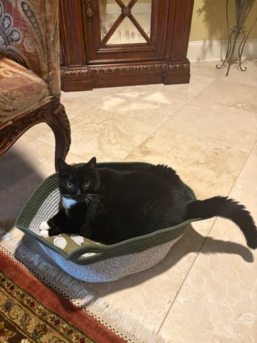 Reviewer's black cat sitting inside the woven green and beige Instinct Basket on a tiled floor.