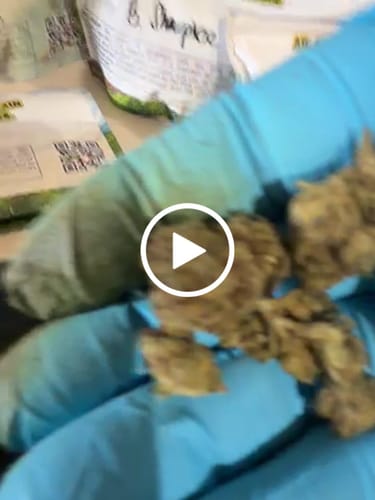 Customer video review of Bulk Indoor THCA Smalls