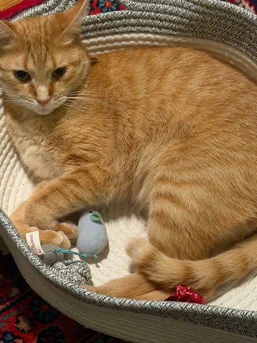 Customer's ginger cat resting in the white and grey rope Instinct Basket, playing with a small toy.