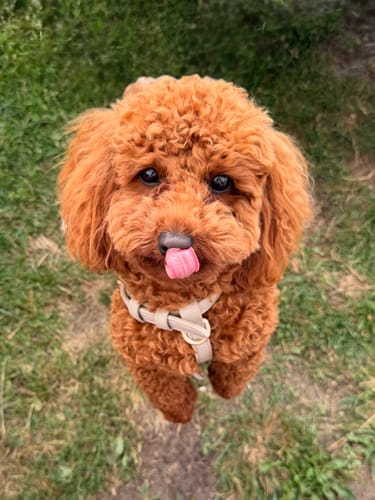 Customer's curly red dog wearing a beige Hazelnut Studio Step-In Harness while standing on grass.