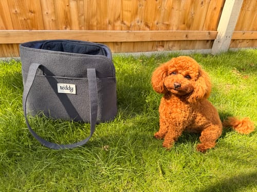 Customer's charcoal Bouclé Carrier on grass next to a small brown dog.
