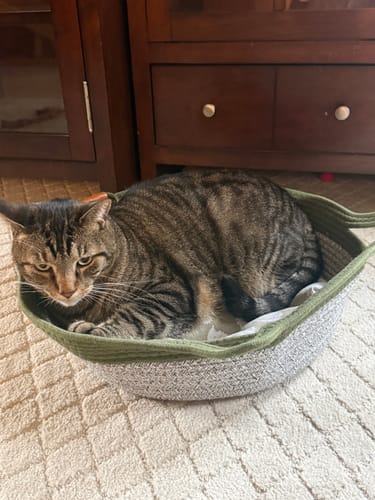 Customer's large tabby cat resting comfortably in the round, green-rimmed Instinct Basket on a carpeted floor.