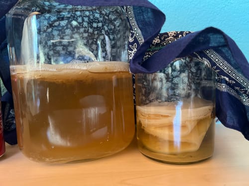 Customer's Kombucha Tee Pilz Set mit zwei GlĂ€sern, in denen Scoby-Kulturen in FlĂŒssigkeit fermentieren.