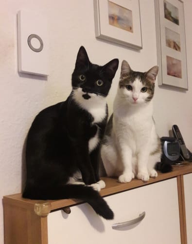 Customer's two cats sitting on a wooden furniture piece, happy with their Naturreines Katzenstreu Aktion.