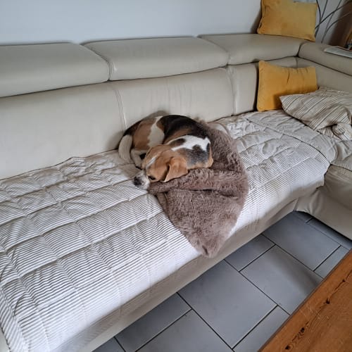 Customer photo review of Sofa Guard - Soft