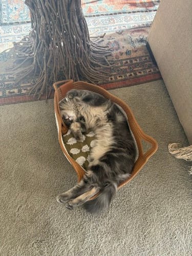Customer's grey cat sleeping inside the Instinct Basket on a patterned rug.