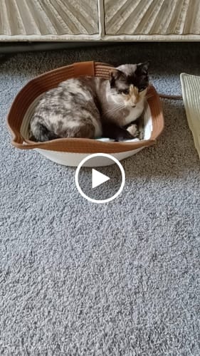 Customer video review of Instinct Basket | Meet the first research-backed natural territory for indoor cats