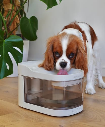 Customer photo review of Wireless Weight-Sensing Pet Fountain