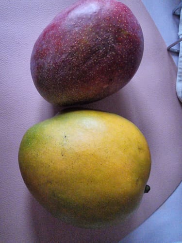 Customer's zwei Mango Mix von Antonio Früchte, eine dunkelrote und eine gelbe Mango auf einer glatten Unterlage.