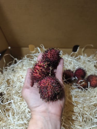 Customer's hand holding fresh Rambutan fruits inside a cardboard box filled with protective packaging material.