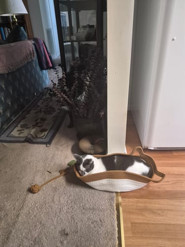 Customer's cat resting inside the white and tan Instinct Basket on a floor.