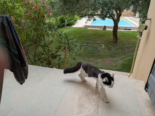 Customer's black and white cat walking on a stone terrace in a garden with a swimming pool in the background.