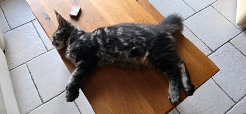 Customer's Maine Coon chaton couché sur une table en bois, se reposant après avoir mangé la pâtée Bœuf.