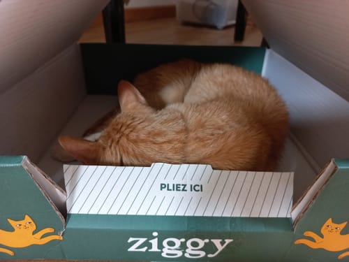 Customer's ginger cat sleeping inside a Ziggy cardboard shipping box.