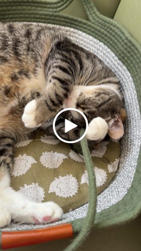 Customer video review of Instinct Basket | Meet the first research-backed natural territory for indoor cats
