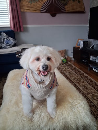 Customer photo review of The Guide to Getting Your Dog Back