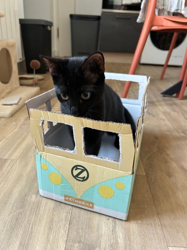 Customer's black kitten sitting inside the Ziggy branded cardboard cat mobile box on a wooden floor.