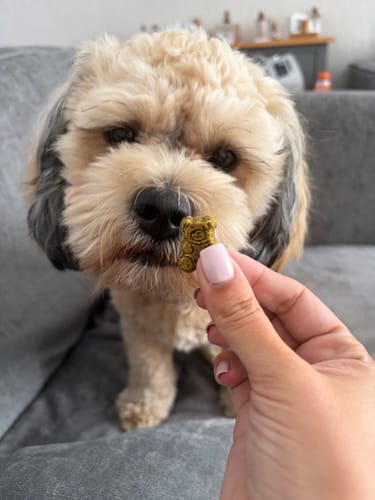 Customer's hand holding a bear-shaped SWAP Checkout+ dog treat for their dog to smell.