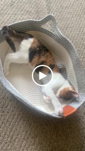 Customer video review of Instinct Basket | Meet the first research-backed natural territory for indoor cats