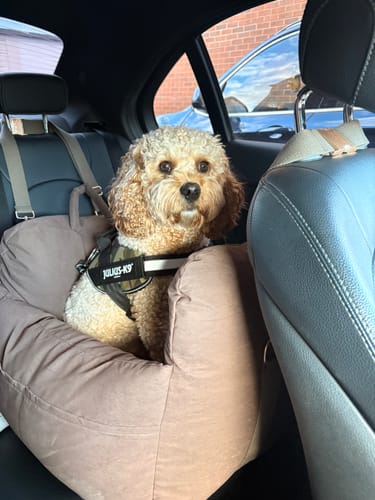 Customer's dog sitting in a comfy, brown SWAP Checkout+ car seat secured on a car backseat.