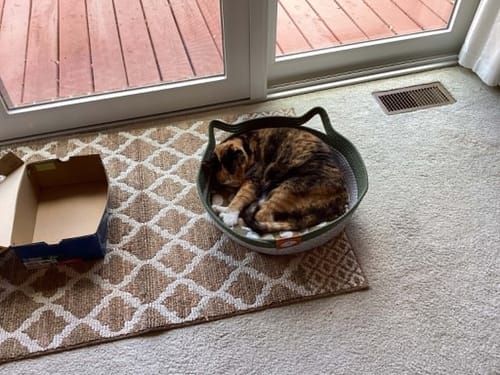 Customer's tortoiseshell cat curled up asleep in a green Instinct Basket placed on a rug by a sliding glass door.