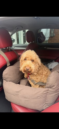Customer's SWAP Checkout car seat secured in a red vehicle interior with a fluffy dog sitting inside.