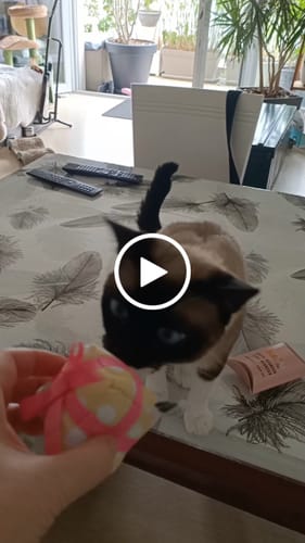 Avis vidéo d'un client sur Peluche Ziggy Jour de Fête - Cataire